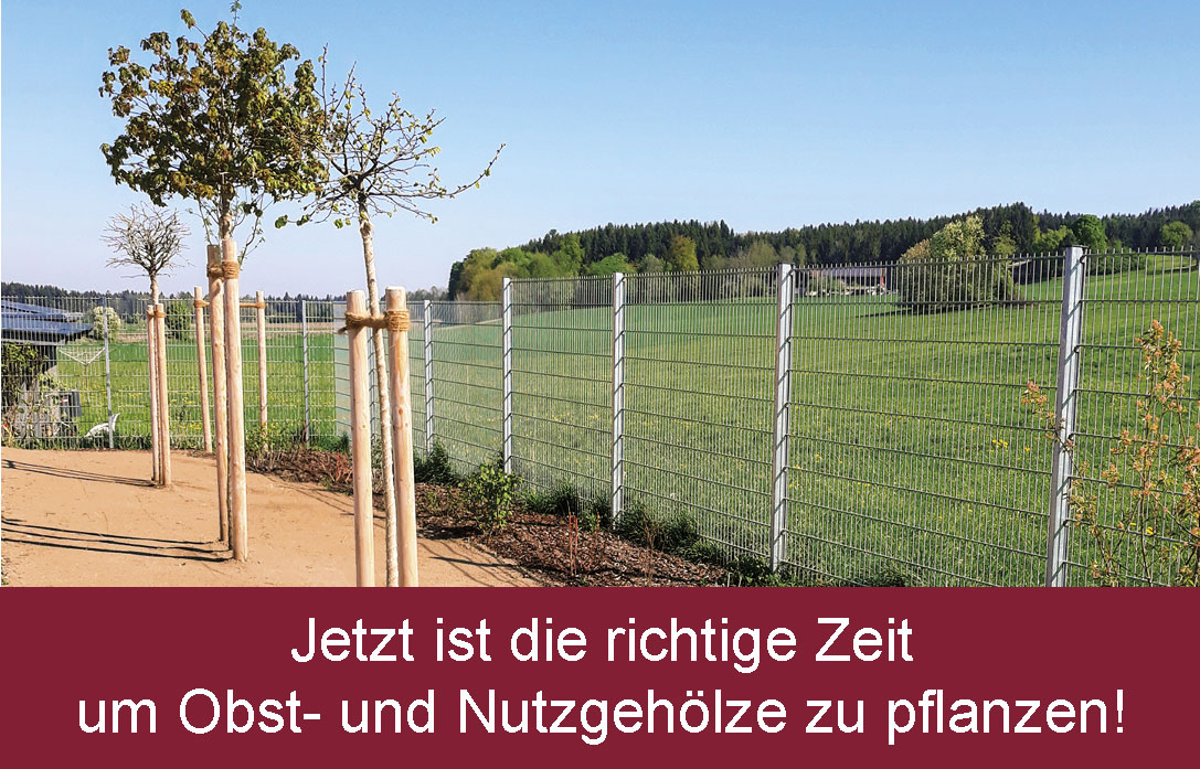 Gärtnertipp des Monats